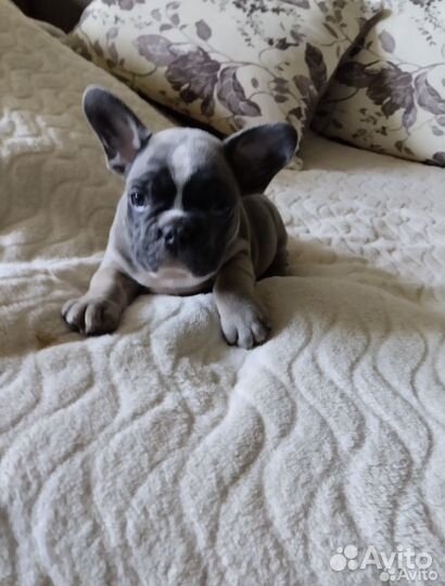 Щенки французского бульдога