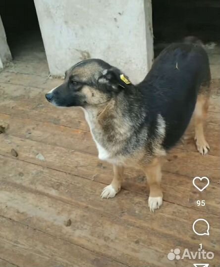 Собака Мышка