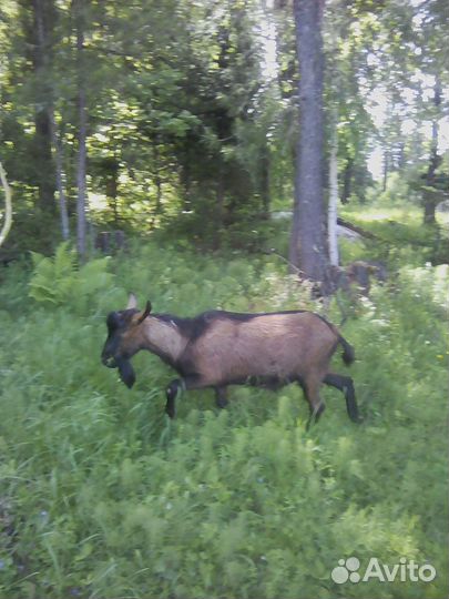 Продам дойную козу и козочку