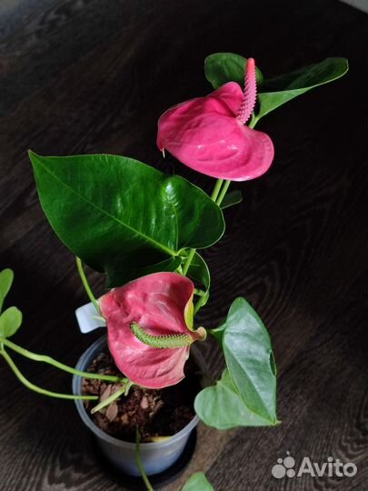 Антуриум розовый