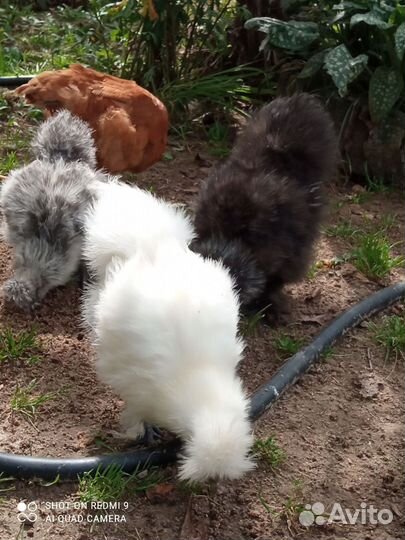 Китайские шелковые