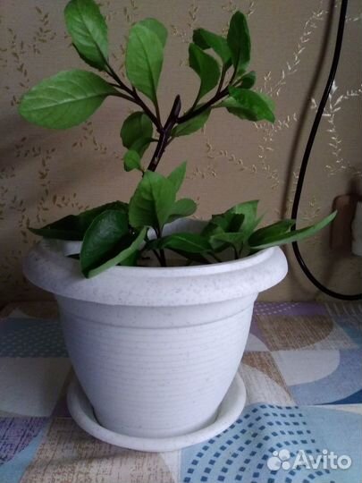 Джинура- растение для диабетиков и для всех