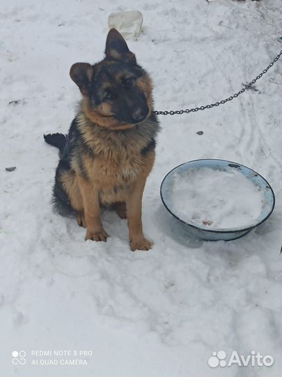 Немецкая овчарка