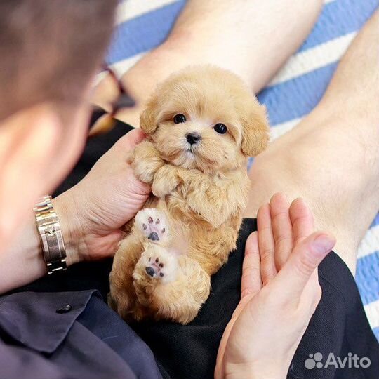 Мальтипу F1 супер мини эксклюзивные