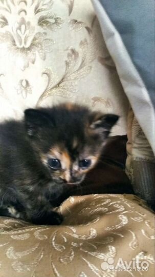 Котёнок девочка