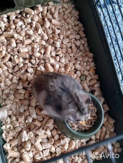 Джунгарский хомячок