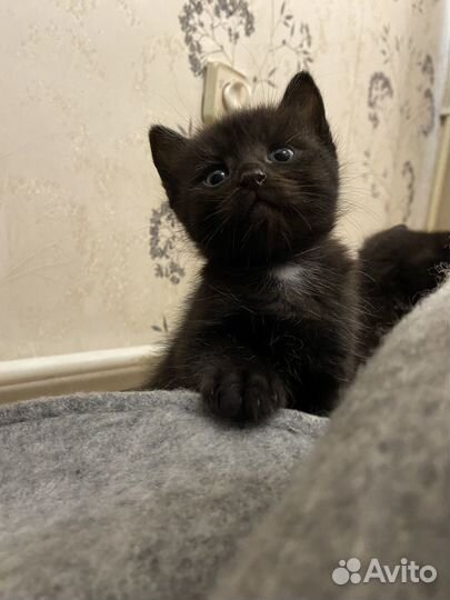 Котята бесплатно
