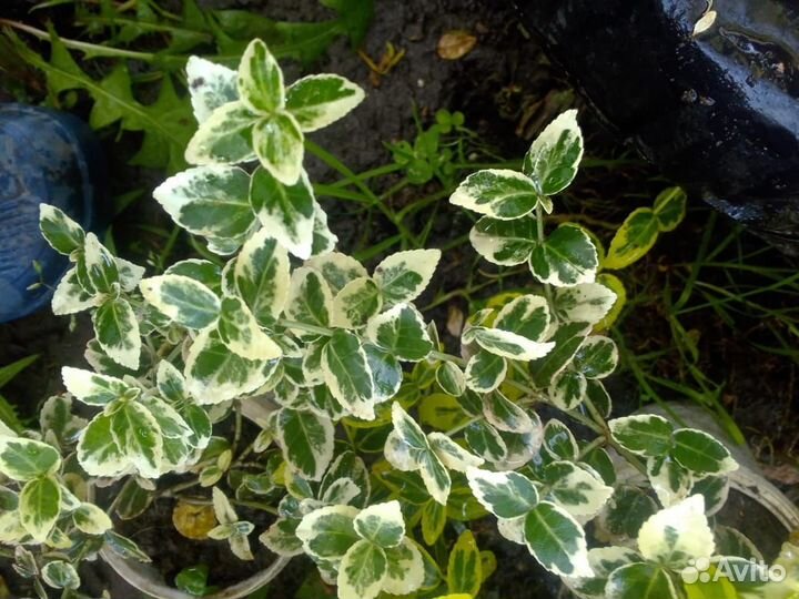 Садовые растения