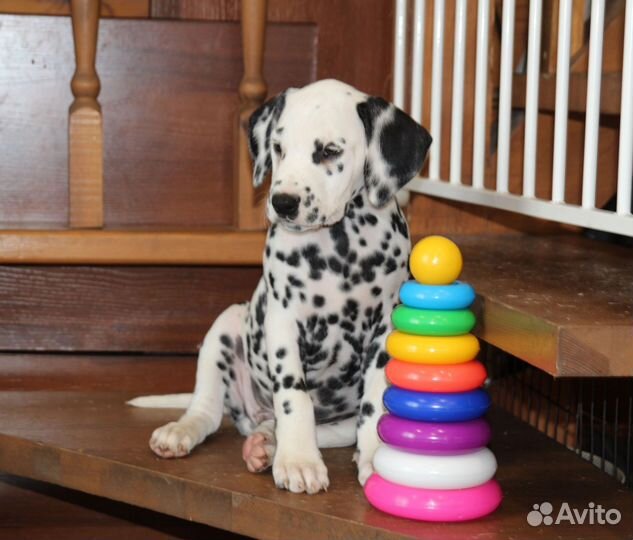 Щенок Далматина Лёня