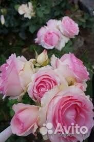 Роза Ферст Леди