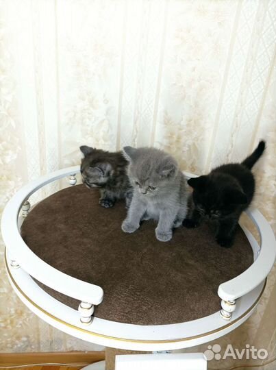 Британец-шотландка