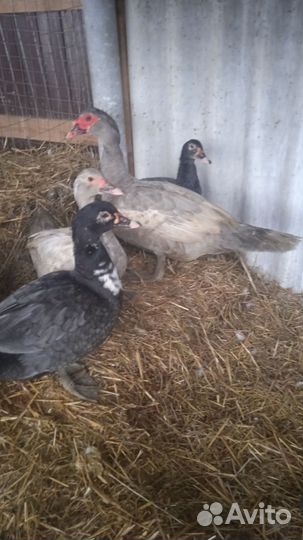 Инкубационное яйцо индоуток тяжёлой линии