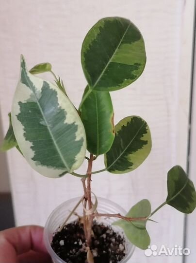 Фикус бенджамина голден кинг