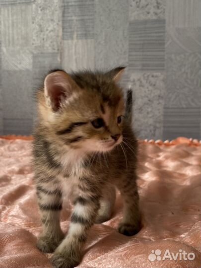 Кошка кот