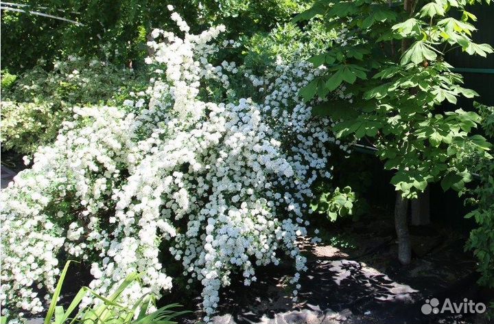 Дейция, Спирея, Ирга, Рябинник, Тархун