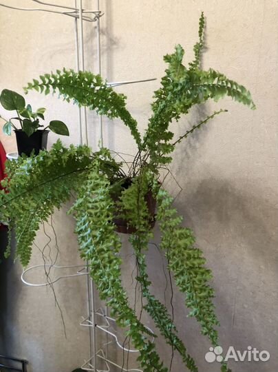 Папоротник кудрявый