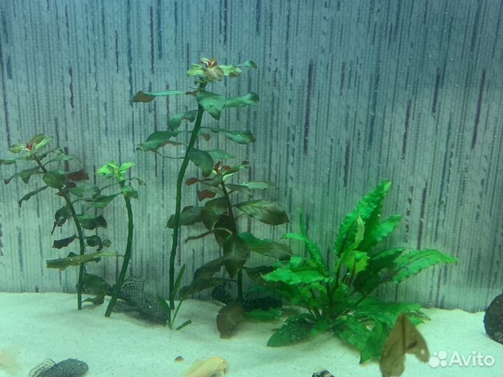 Аквариум 72 л со всем