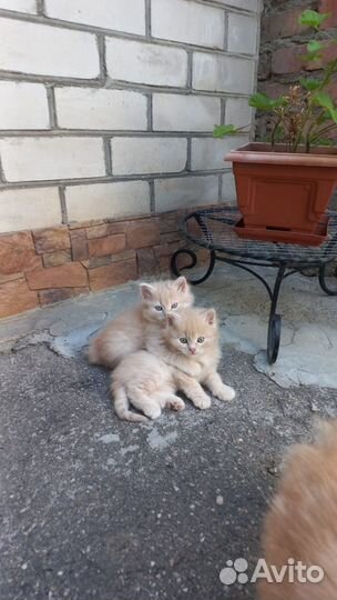 Котята