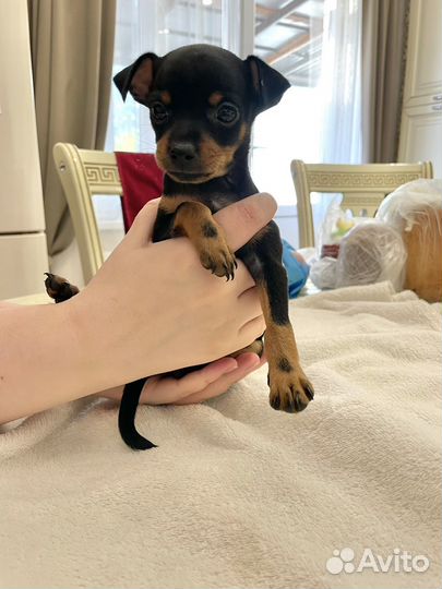 Той-терьер щенки