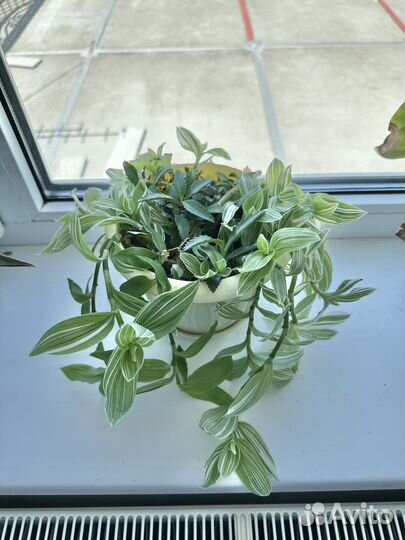 Традесканция