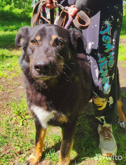 Заберите собаку из приюта