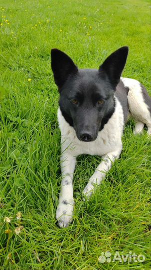 Щенок 10 месяцев хочет домой