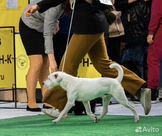 Парсон Рассел терьер Вязка