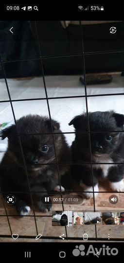 Щенки помчи, 2 мальчика