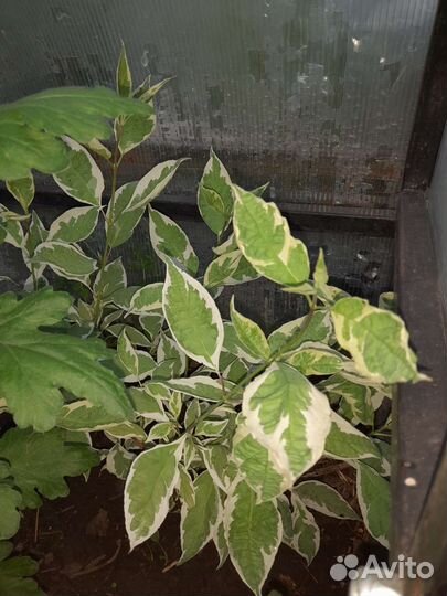 Декоративные кустарники