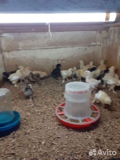Цыплята суточные брама