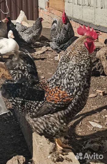 Молодые петухи