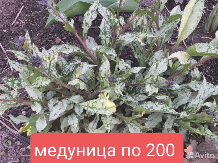 Садовые растения сортовые выставочные