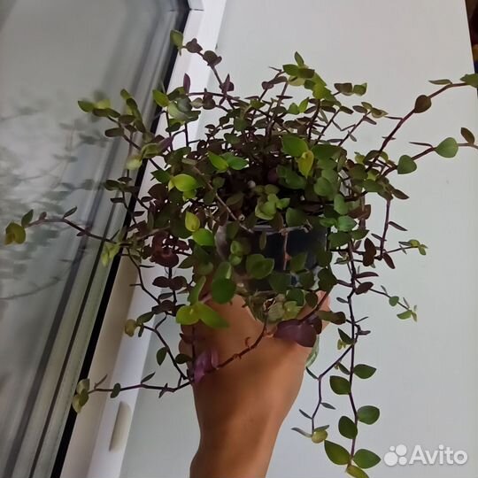 Каллизия
