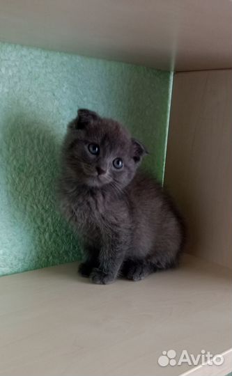 Шотландские котята