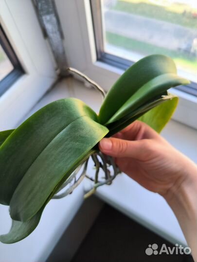 Орхидея фаленопсис