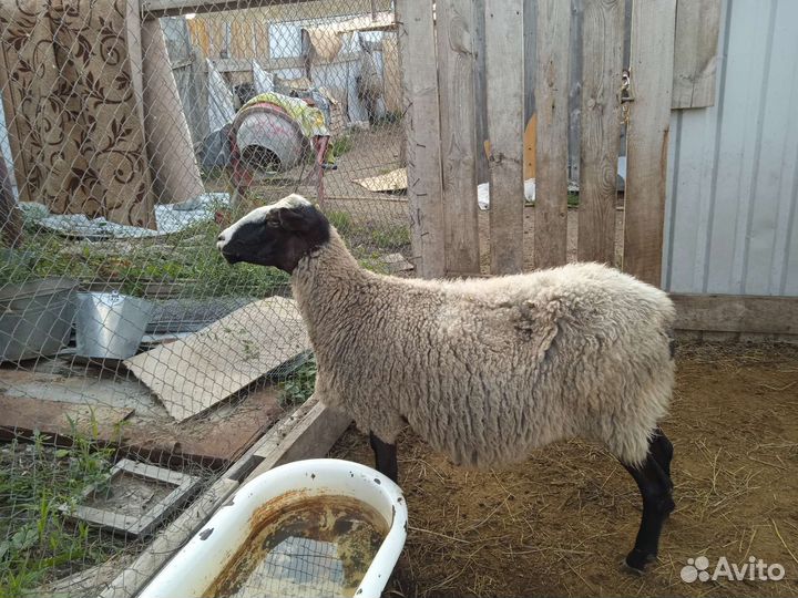 Козёл Камори чп на случку