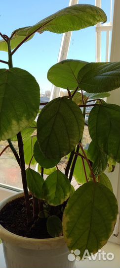 Бомерия кпупнолистная