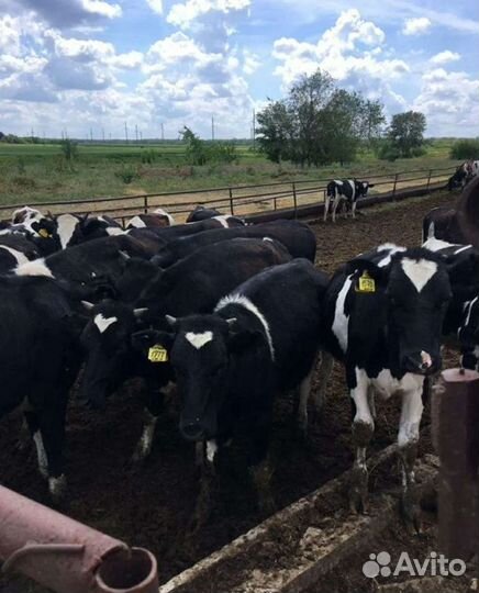 Холмогоры Голштины Бычки Тёлки