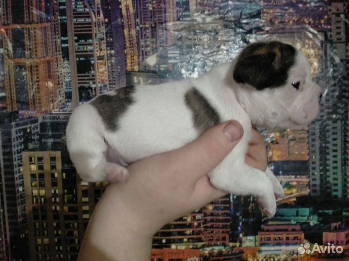 Французский бульдог щенок мальчик