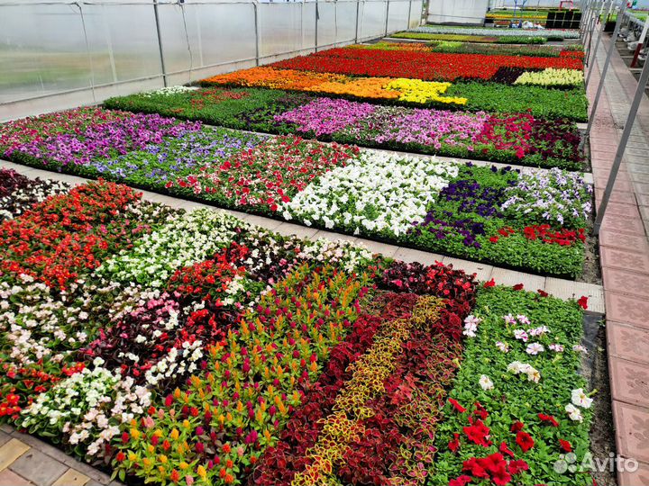 Рассада цветов