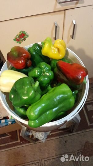 Перец сладкий
