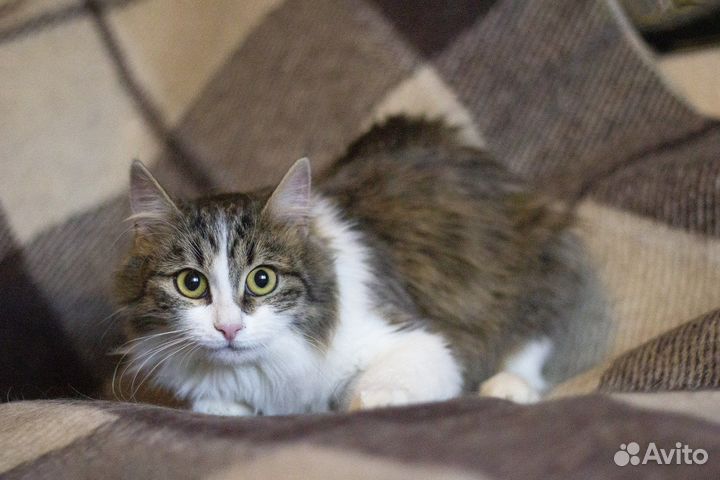 Малышка Лиза ищет дом