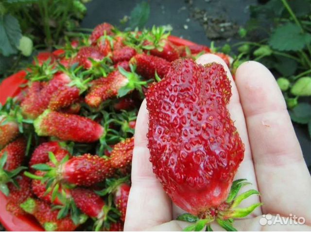 Саженцы клубники Купчиха купить в Сергиевом Посаде | Товары для дома и ...