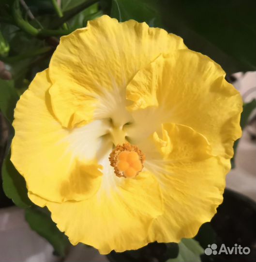 Гибискусы сортовые не укорененные черенки