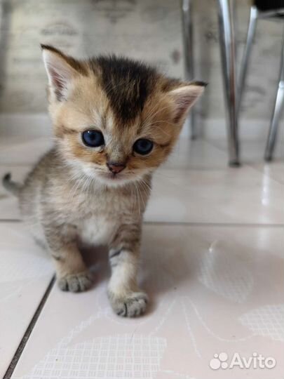 Британские котята