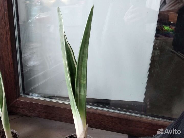 Сансевиерия аубрутиана металлик