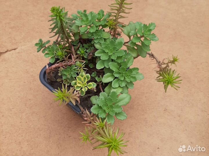 Хоста, колеусы, камнеломка карамель, плющ