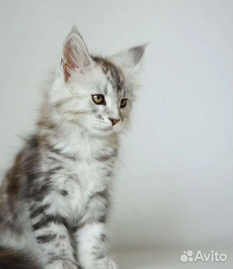 Котята мейн-кун