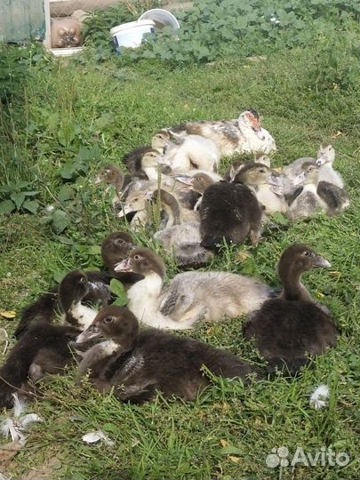 Инкубационное яйцо индоутки