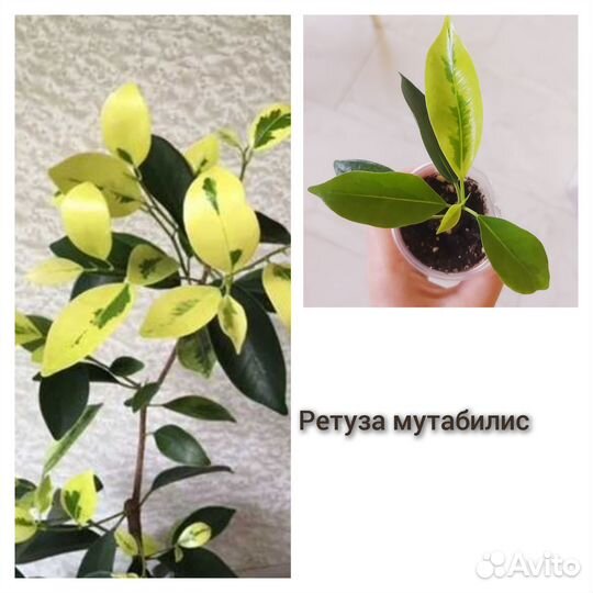 Редкие фикусы